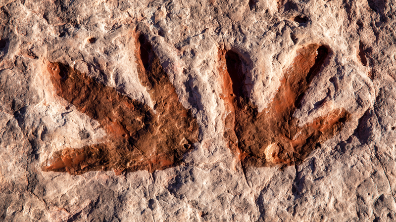 सिचुआन में 200-मिलियन-वर्षीय डायनासोर के पदचिन्हों की खुदाई सिचुआन में 200-मिलियन-वर्षीय डायनासोर के पदचिन्हों की खुदाई