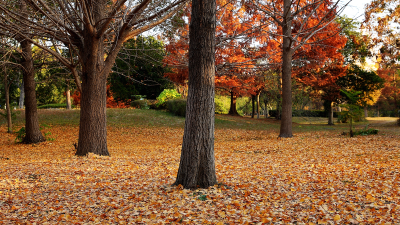 चीन में वन्यजीव संरक्षण के साथ मसौदा पर्यावरण संहिता को मजबूत किया