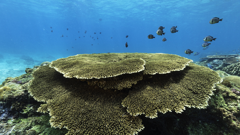 हैनान द्वीप के पास समुद्री पारिस्थितिकी बनी हुई है मजबूत, रिपोर्ट में पता चला हैनान द्वीप के पास समुद्री पारिस्थितिकी बनी हुई है मजबूत, रिपोर्ट में पता चला