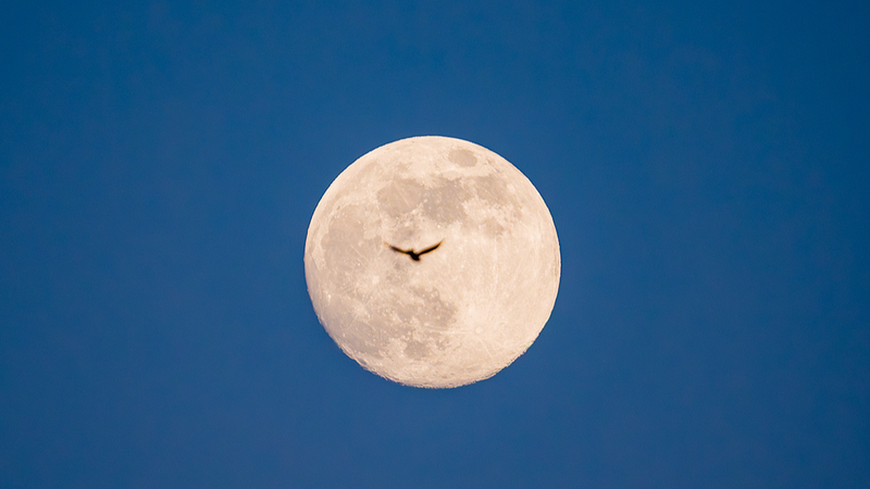 सुपरमून और क्वाड्रांटिड उल्कापिंड बौछार जनवरी आकाश को प्रकाशित करते हैं